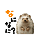 動く！ハリネズミ（個別スタンプ：6）