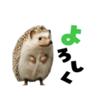 動く！ハリネズミ（個別スタンプ：8）