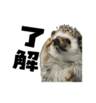 動く！ハリネズミ（個別スタンプ：9）
