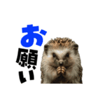 動く！ハリネズミ（個別スタンプ：10）