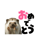 動く！ハリネズミ（個別スタンプ：11）