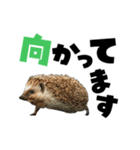 動く！ハリネズミ（個別スタンプ：13）