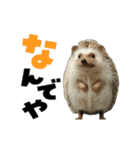 動く！ハリネズミ（個別スタンプ：14）