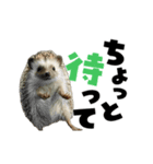 動く！ハリネズミ（個別スタンプ：18）