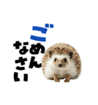 動く！ハリネズミ（個別スタンプ：19）