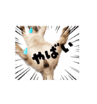 お酒とネコ好きな日常会話34（個別スタンプ：6）