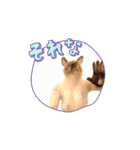 お酒とネコ好きな日常会話34（個別スタンプ：11）