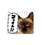 お酒とネコ好きな日常会話34（個別スタンプ：12）