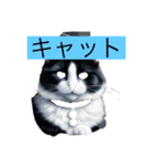 またまた！猫さんスタンプ（個別スタンプ：6）