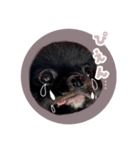 ペキチワのうる【1】（個別スタンプ：13）