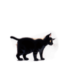 【スタンプアレンジ用】ねこ（個別スタンプ：12）