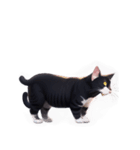 【スタンプアレンジ用】ねこ（個別スタンプ：17）