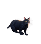 【スタンプアレンジ用】ねこ（個別スタンプ：22）