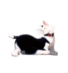 【スタンプアレンジ用】ねこ（個別スタンプ：25）