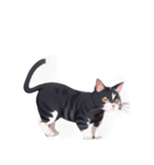 【スタンプアレンジ用】ねこ（個別スタンプ：26）