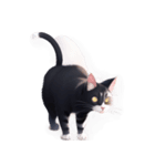 【スタンプアレンジ用】ねこ（個別スタンプ：35）