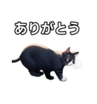 【おしゃべり用】ねこ（個別スタンプ：3）