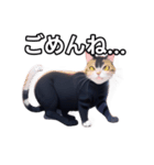 【おしゃべり用】ねこ（個別スタンプ：4）