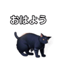 【おしゃべり用】ねこ（個別スタンプ：6）