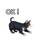 【おしゃべり用】ねこ（個別スタンプ：9）