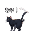 【おしゃべり用】ねこ（個別スタンプ：10）