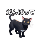 【おしゃべり用】ねこ（個別スタンプ：11）
