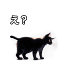 【おしゃべり用】ねこ（個別スタンプ：12）