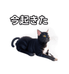 【おしゃべり用】ねこ（個別スタンプ：13）