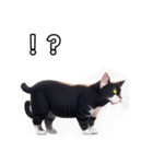 【おしゃべり用】ねこ（個別スタンプ：17）