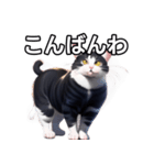 【おしゃべり用】ねこ（個別スタンプ：18）