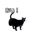 【おしゃべり用】ねこ（個別スタンプ：19）