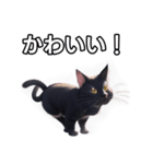 【おしゃべり用】ねこ（個別スタンプ：20）