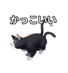 【おしゃべり用】ねこ（個別スタンプ：21）