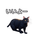 【おしゃべり用】ねこ（個別スタンプ：22）