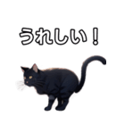 【おしゃべり用】ねこ（個別スタンプ：24）