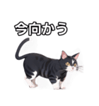 【おしゃべり用】ねこ（個別スタンプ：26）