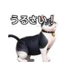 【おしゃべり用】ねこ（個別スタンプ：29）