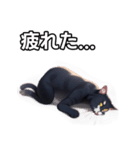 【おしゃべり用】ねこ（個別スタンプ：31）