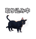 【おしゃべり用】ねこ（個別スタンプ：33）