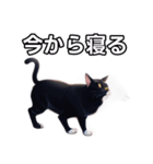 【おしゃべり用】ねこ（個別スタンプ：34）