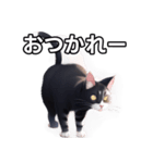 【おしゃべり用】ねこ（個別スタンプ：35）