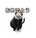 【おしゃべり用】ねこ（個別スタンプ：37）