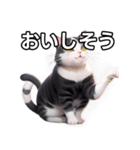 【おしゃべり用】ねこ（個別スタンプ：40）