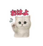 子ネコverペルシャ（個別スタンプ：1）
