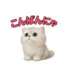 子ネコverペルシャ（個別スタンプ：3）