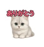 子ネコverペルシャ（個別スタンプ：6）