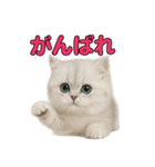 子ネコverペルシャ（個別スタンプ：9）