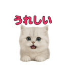 子ネコverペルシャ（個別スタンプ：11）