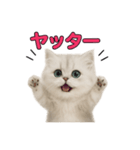子ネコverペルシャ（個別スタンプ：12）