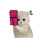 子ネコverペルシャ（個別スタンプ：13）